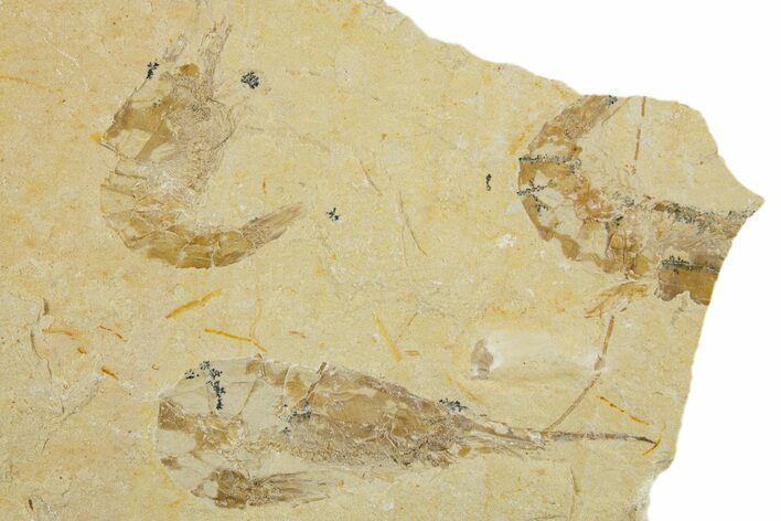 Three Cretaceous Fossil Shrimp - Lebanon #308519